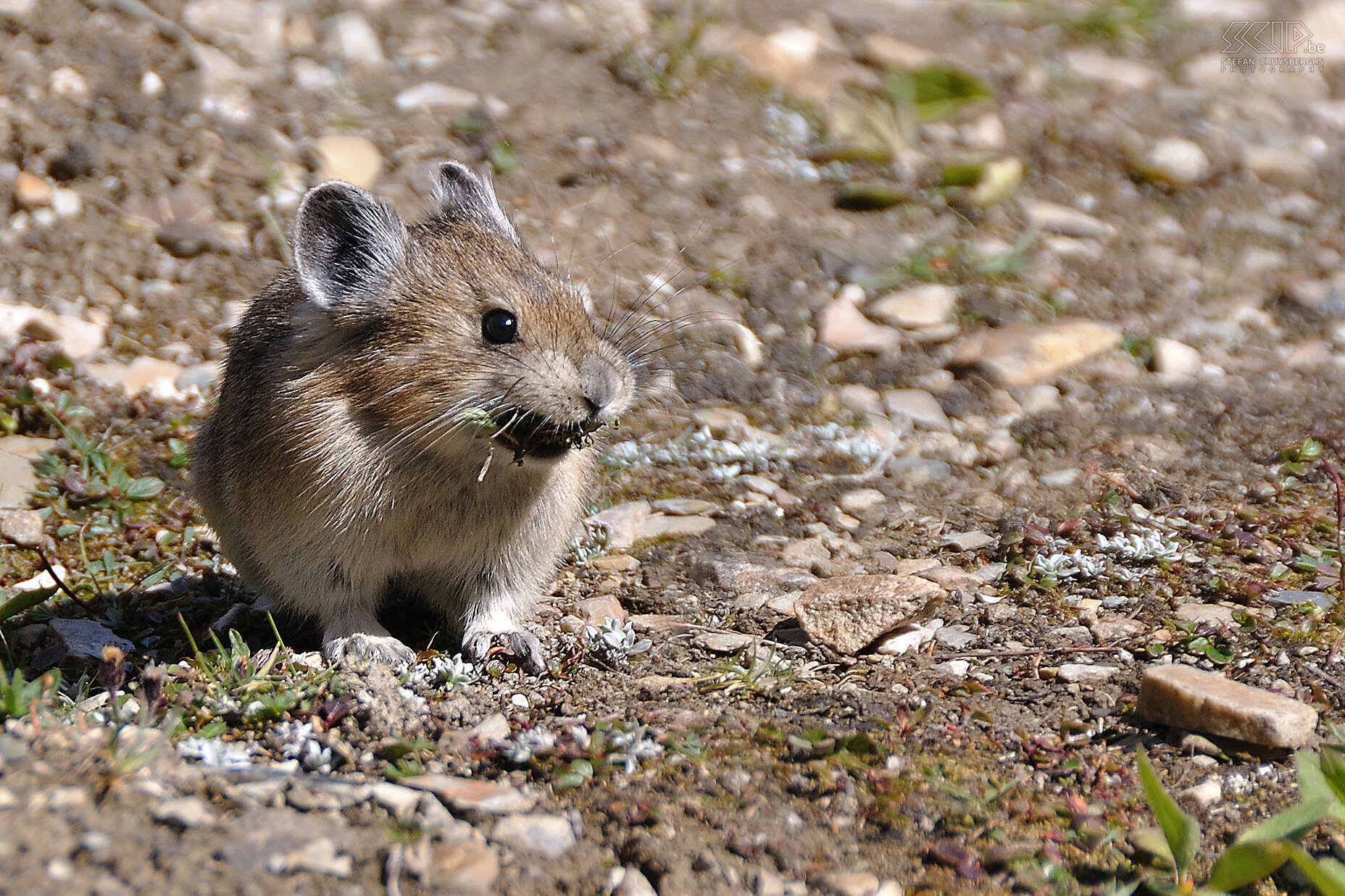 Banff NP - Lake Agnes - Pika A small pika (Ochotona princeps) that is gathering food for the winter. Stefan Cruysberghs